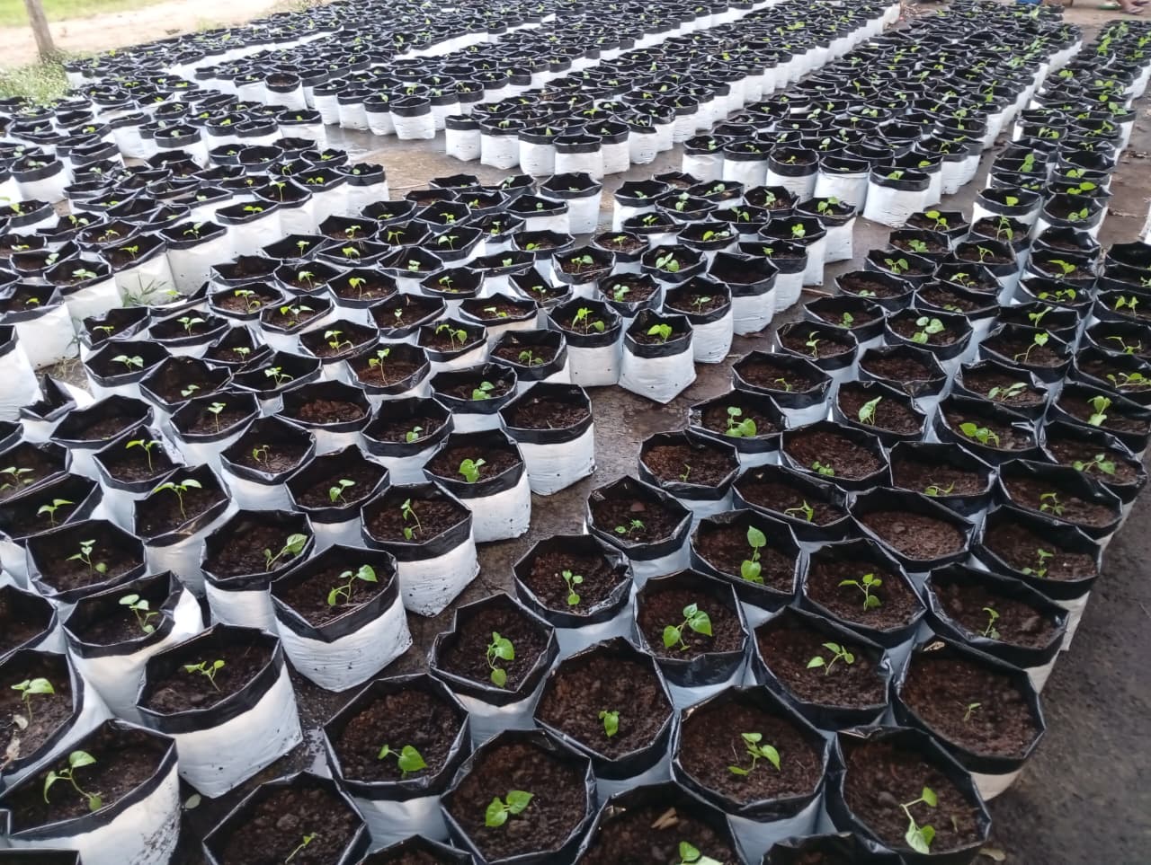 Scotch Bonnet Cultivation Introduced