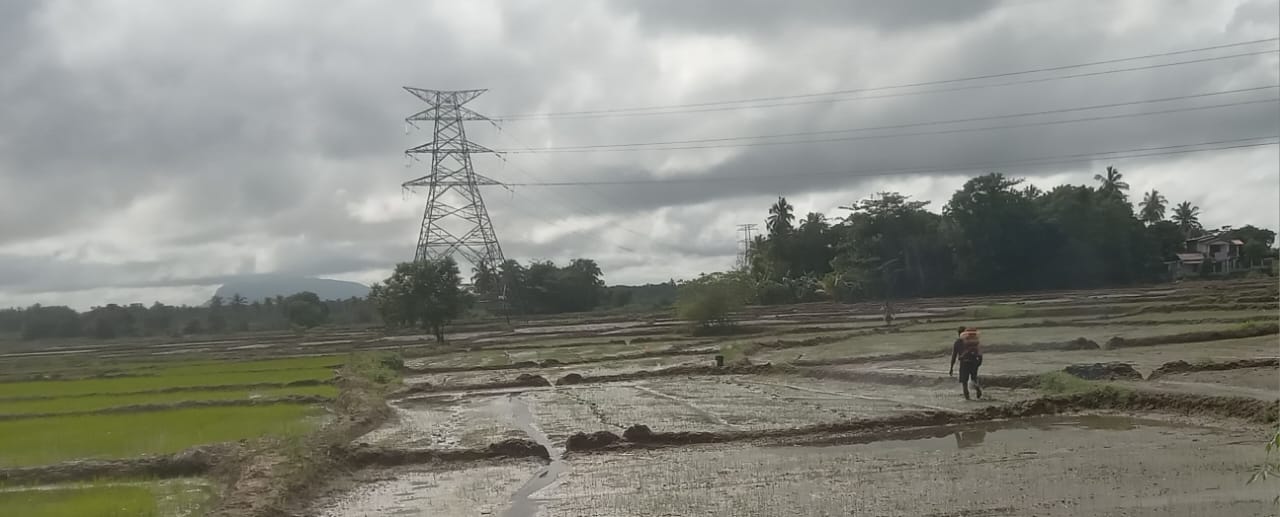 Traditional Paddy Cultivation Commenced